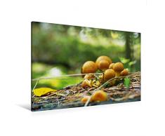 Premium Textil-Leinwand 120 x 80 cm Quer-Format Pilze in unseren Wäldern | Wandbild, HD-Bild auf Keilrahmen, Fertigbild auf hochwertigem Vlies, Leinwanddruck von Avianaarts Design Fotografie by Tanja Riedel
