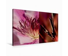 Premium Textil-Leinwand 75 x 50 cm Quer-Format Clematis Nelly Moser | Wandbild, HD-Bild auf Keilrahmen, Fertigbild auf hochwertigem Vlies, Leinwanddruck von ppicture - Petra Voss
