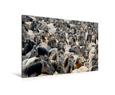 Premium Textil-Leinwand 120 x 80 cm Quer-Format Herde wildlebender Dülmener Ponys | Wandbild, HD-Bild auf Keilrahmen, Fertigbild auf hochwertigem Vlies, Leinwanddruck von Katho Menden