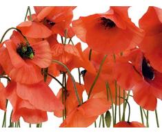 AG Design FTS 0479 Wilder Mohn, Papier Fototapete - 360x254 cm - 4 teile, Papier, multicolor, 0,1 x 360 x 254 cm