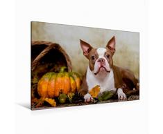 Premium Textil-Leinwand 120 x 80 cm Quer-Format Colored Boston Terrier Roxy Herbststimmung | Wandbild, HD-Bild auf Keilrahmen, Fertigbild auf hochwertigem Vlies, Leinwanddruck von Nicola Kassat Fotografie