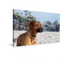 Premium Textil-Leinwand 90 cm x 60 cm quer, Ein Motiv aus dem Kalender Ridgebacks - Hunde aus Afrika | Wandbild, Bild auf Keilrahmen, Fertigbild auf echter Leinwand, Leinwanddruck (CALVENDO Tiere);CALVENDO Tiere