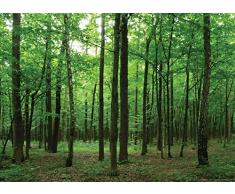 Fototapete FTNm2656 Photomurals Wald