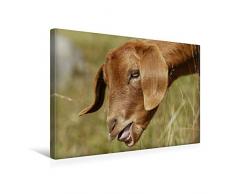 Premium Textil-Leinwand 45 x 30 cm Quer-Format Frisches Grün | Wandbild, HD-Bild auf Keilrahmen, Fertigbild auf hochwertigem Vlies, Leinwanddruck von Bea Müller Fotografie