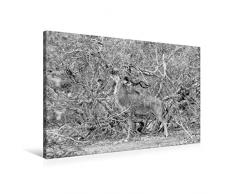 Premium Textil-Leinwand 90 x 60 cm Quer-Format Afrika: Männlicher Kudu im Moremi Games Reserve, Botswana | Wandbild, HD-Bild auf Keilrahmen, Fertigbild auf hochwertigem Vlies, Leinwanddruck von Angelika Stern
