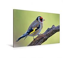 CALVENDO Premium Textil-Leinwand 120 cm x 80 cm quer, Stieglitz | Wandbild, Bild auf Keilrahmen, Fertigbild auf echter Leinwand, Leinwanddruck: Vögel im heimischen Garten Tiere Tiere