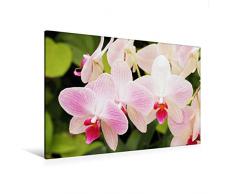 Premium Textil-Leinwand 120 cm x 80 cm quer Orchideen