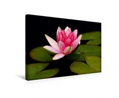 Calvendo Premium Textil-Leinwand 45 x 30 cm Quer-Format Rosafarbene Teichrose | Wandbild, HD-Bild auf Keilrahmen, Fertigbild auf hochwertigem Vlies. Hultsch: Seerosenteich Menschen Menschen
