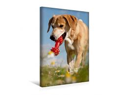 Calvendo Premium Textil-Leinwand 30 cm x 45 cm hoch, Lustiges Spielzeug | Wandbild, Bild auf Keilrahmen, Fertigbild auf echter Leinwand, Leinwanddruck: Windhund-Mischling Tiere Tiere