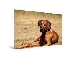 Premium Textil-Leinwand 120 cm x 80 cm quer, Ein Motiv aus dem Kalender Ridgebacks - Hunde aus Afrika | Wandbild, Bild auf Keilrahmen, Fertigbild auf echter Leinwand, Leinwanddruck (CALVENDO Tiere);CALVENDO Tiere