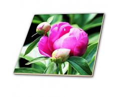 3dRose Pink Peony Blume. – Keramik Fliesen, 20,3 cm (CT 218233 _ 3)