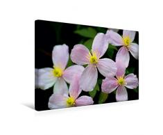Premium Textil-Leinwand 45 x 30 cm Quer-Format Clematis | Wandbild, HD-Bild auf Keilrahmen, Fertigbild auf hochwertigem Vlies, Leinwanddruck von Peter Hebgen