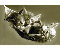 Pyramid International Maxi Poster Keith Kimberlain, Kitten In Hammock (Kätzchen in Hängematte)