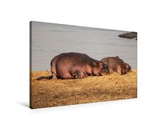 Premium Textil-Leinwand 90 x 60 cm Quer-Format Hippos im südlichen Afrika | Wandbild, HD-Bild auf Keilrahmen, Fertigbild auf hochwertigem Vlies, Leinwanddruck von Udo Quentin
