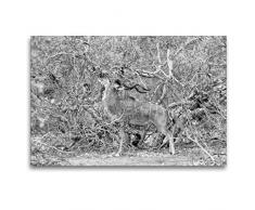 Premium Textil-Leinwand 120 x 80 cm Quer-Format Afrika: Männlicher Kudu im Moremi Games Reserve, Botswana | Wandbild, HD-Bild auf Keilrahmen, Fertigbild auf hochwertigem Vlies, Leinwanddruck von Angelika Stern