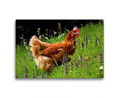 Premium Textil-Leinwand 75 x 50 cm Quer-Format Huhn im Garten | Wandbild, HD-Bild auf Keilrahmen, Fertigbild auf hochwertigem Vlies, Leinwanddruck von N N