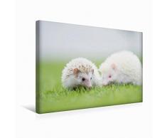 Premium Textil-Leinwand 45 x 30 cm Quer-Format Afrikanischer Weißbauchigel - nicht immer nur ein Einzelgänger | Wandbild, HD-Bild auf Keilrahmen, Fertigbild auf hochwertigem Vlies, Leinwanddruck von Andreas und Marina Zimmermann Fotografie GbR