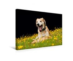 Calvendo Premium Textil-Leinwand 45 cm x 30 cm quer, EIN lustiges Spielzeug | Wandbild, Bild auf Keilrahmen, Fertigbild auf echter Leinwand, Leinwanddruck: Azawakh-Ridgeback Hund Tiere Tiere