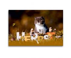 Premium Textil-Leinwand 120 x 80 cm Quer-Format Katzenkinder - Britisch Kurzhaar | Wandbild, HD-Bild auf Keilrahmen, Fertigbild auf hochwertigem Vlies, Leinwanddruck von Wabi Sabi Fotografie by Janina Bürger