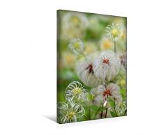 Calvendo Premium Textil-Leinwand 30 cm x 45 cm hoch, Waldrebensamen | Wandbild, Bild auf Keilrahmen, Fertigbild auf echter Leinwand, Leinwanddruck: Clematis Natur Natur
