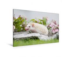 Premium Textil-Leinwand 120 x 80 cm Quer-Format Afrikanischer Weißbauchigel - Insekten schmecken lecker | Wandbild, HD-Bild auf Keilrahmen, Fertigbild auf hochwertigem Vlies, Leinwanddruck von Andreas und Marina Zimmermann Fotografie GbR