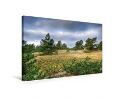 Calvendo Premium Textil-Leinwand 75 cm x 50 cm Quer, KrÃ¼ppelkiefern auf Dem DarÃ | Wandbild, Bild auf Keilrahmen, Fertigbild auf Echter Leinwand, Leinwanddruck Menschen Menschen