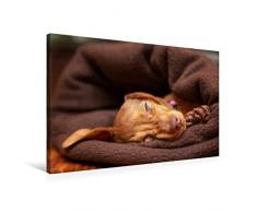 Premium Textil-Leinwand 75 cm x 50 cm quer Kuschelmaus