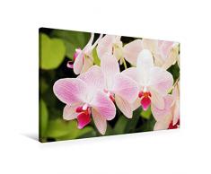 Premium Textil-Leinwand 90 cm x 60 cm quer Orchideen