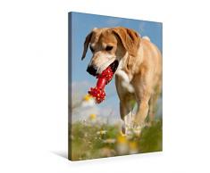 Calvendo Premium Textil-Leinwand 50 cm x 75 cm hoch, Lustiges Spielzeug | Wandbild, Bild auf Keilrahmen, Fertigbild auf echter Leinwand, Leinwanddruck: Windhund-Mischling Tiere Tiere
