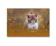 Premium Textil-Leinwand 90 x 60 cm Quer-Format Katzenkinder - Britisch Kurzhaar | Wandbild, HD-Bild auf Keilrahmen, Fertigbild auf hochwertigem Vlies, Leinwanddruck von Wabi Sabi Fotografie by Janina Bürger
