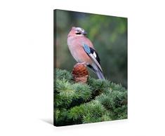 Calvendo Premium Textil-Leinwand 50 cm x 75 cm hoch, EichelhÃ¤her | Wandbild, Bild auf Keilrahmen, Fertigbild auf echter Leinwand, Leinwanddruck: VÃ¶gel im heimischen Garten Tiere Tiere