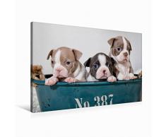 Premium Textil-Leinwand 90 x 60 cm Quer-Format Colored Boston Terrier Geschwister Lilac und Blue / White | Wandbild, HD-Bild auf Keilrahmen, Fertigbild auf hochwertigem Vlies, Leinwanddruck von Nicola Kassat Fotografie