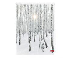 Lichtblick Rollo Klemmfix, 60 x 150 cm mit Motiv Birkenwald - Weiß Montage ohne Bohren, moderner Sicht-und Sonnenschutz, Motivrollo, lichtdurchlässig & Blickdicht