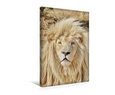 Premium Textil-Leinwand 30 x 45 cm Hoch-Format KATZEN PORTRAITS WeiÃe LÃ¶wen aus Afrika | Wandbild, HD-Bild auf Keilrahmen, Fertigbild auf hochwertigem Vlies, Leinwanddruck von N N