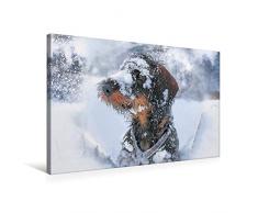 Premium Textil-Leinwand 75 x 50 cm Quer-Format Tiberius Brutus vom Schwindauer Land, Rauhaar, Standard, saufarben | Wandbild, HD-Bild auf Keilrahmen, Fertigbild auf hochwertigem Vlies, Leinwanddruck von Anja Foto Grafia Fotografie