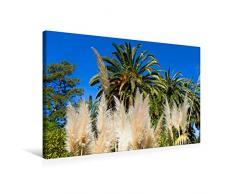 Premium Textil-Leinwand 75 x 50 cm Quer-Format Cortaderia selloana (Pampasgras) | Wandbild, HD-Bild auf Keilrahmen, Fertigbild auf hochwertigem Vlies, Leinwanddruck von Bernd Zillich