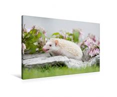 Premium Textil-Leinwand 90 x 60 cm Quer-Format Afrikanischer Weißbauchigel - Insekten schmecken lecker | Wandbild, HD-Bild auf Keilrahmen, Fertigbild auf hochwertigem Vlies, Leinwanddruck von Andreas und Marina Zimmermann Fotografie GbR