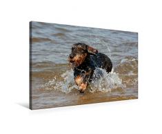 Calvendo Premium Textil-Leinwand 75 cm x 50 cm quer, Rauhaardackel beim Wasserspiel | Wandbild, Bild auf Keilrahmen, Fertigbild auf echter Leinwand. hat große Freude im Wasser Tiere Tiere