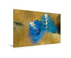 Premium Textil-Leinwand 120 x 80 cm Quer-Format Weihnachtsbaum Röhrenwurm | Wandbild, HD-Bild auf Keilrahmen, Fertigbild auf hochwertigem Vlies, Leinwanddruck von Sidney Smith