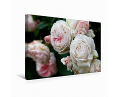 Premium Textil-Leinwand 45 x 30 cm Quer-Format Rosen im Garten | Wandbild, HD-Bild auf Keilrahmen, Fertigbild auf hochwertigem Vlies, Leinwanddruck von Martina Cross