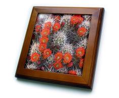 3dRose FT 94658 _ 1 Utah, Canyonlands NP, claretcup Kaktus im bloom-us45 bja0145-jaynes Gallery-Framed Fliesen, 8 20,3 cm
