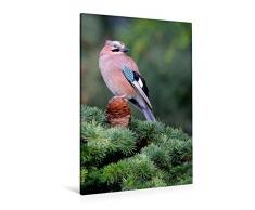 Calvendo Premium Textil-Leinwand 80 cm x 120 cm hoch, EichelhÃ¤her | Wandbild, Bild auf Keilrahmen, Fertigbild auf echter Leinwand, Leinwanddruck: VÃ¶gel im heimischen Garten Tiere Tiere