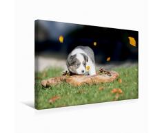 Premium Textil-Leinwand 45 x 30 cm Quer-Format Border Collie Welpe in Holzschale | Wandbild, HD-Bild auf Keilrahmen, Fertigbild auf hochwertigem Vlies, Leinwanddruck von Andrea Mayer Tierfotografie