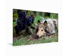 Premium Textil-Leinwand 120 x 80 cm Quer-Format Highland Hawk Fame in den Weinbergen | Wandbild, HD-Bild auf Keilrahmen, Fertigbild auf hochwertigem Vlies, Leinwanddruck von Andreas und Marina Zimmermann Fotografie GbR