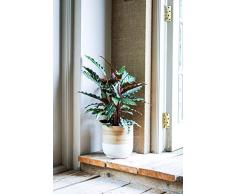 Ivyline Blumentopf, Bambus, weiß, 23 cm