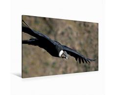 Premium Textil-Leinwand 120 cm x 80 cm quer Andenkondor, Colca Canyon, Peru | Wandbild, Bild auf Keilrahmen, Fertigbild auf echter Leinwand, Leinwanddruck