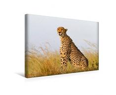 Premium Textil-Leinwand 45 x 30 cm Quer-Format Afrika: Gepard in der Masai Mara, Kenia | Wandbild, HD-Bild auf Keilrahmen, Fertigbild auf hochwertigem Vlies, Leinwanddruck von Angelika Stern