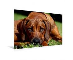 Premium Textil-Leinwand 120 cm x 80 cm quer, Ein Motiv aus dem Kalender Ridgebacks - Hunde aus Afrika | Wandbild, Bild auf Keilrahmen, Fertigbild auf echter Leinwand, Leinwanddruck (CALVENDO Tiere);CALVENDO Tiere