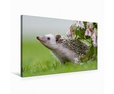 Premium Textil-Leinwand 75 x 50 cm Quer-Format Afrikanische Weißbauchigel | Wandbild, HD-Bild auf Keilrahmen, Fertigbild auf hochwertigem Vlies, Leinwanddruck von Andreas und Marina Zimmermann Fotografie GbR