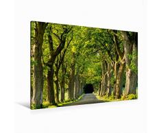 Premium Textil-Leinwand 120 x 80 cm Quer-Format Rügens Alleen | Wandbild, HD-Bild auf Keilrahmen, Fertigbild auf hochwertigem Vlies, Leinwanddruck von Nordbilder Fotografie aus Leidenschaft
